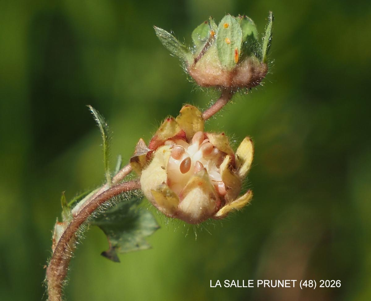 Cinquefoil, [Small-flowered] fruit